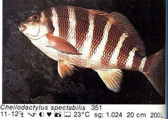 Cheilodactylus spectabilis